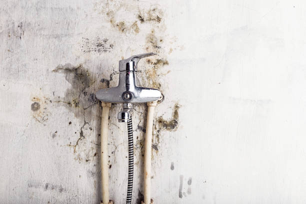 Mold Testing and Removal in Bryn Mawr, PA