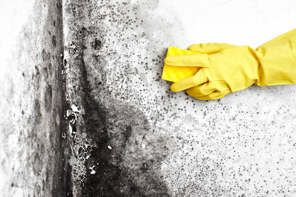 Best Crawl Space Mold Removal  in Bryn Mawr, PA