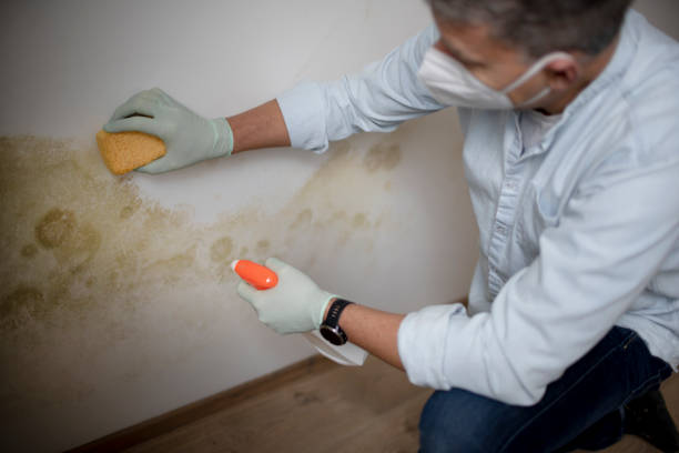Best Mold Testing  in Bryn Mawr, PA
