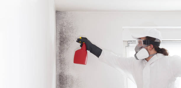 Best Residential Mold Removal  in Bryn Mawr, PA