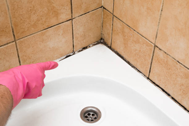 Best Mold Testing  in Bryn Mawr, PA