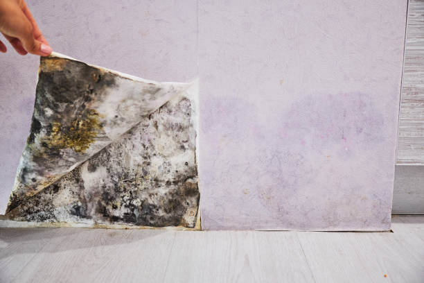 Trusted Bryn Mawr, PA Mold Removal Experts